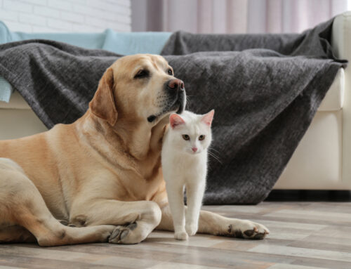 Tackle Pet Hair and Odors in Your Athens Home This Summer